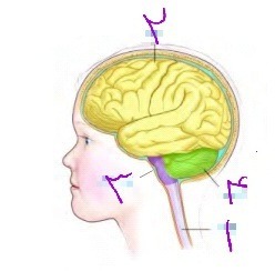 دریافت سوال 8