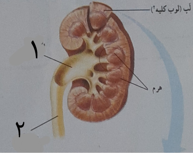 دریافت سوال 24