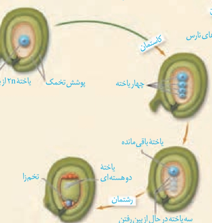 دریافت سوال 32