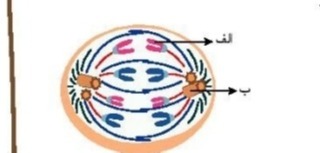 دریافت سوال 8