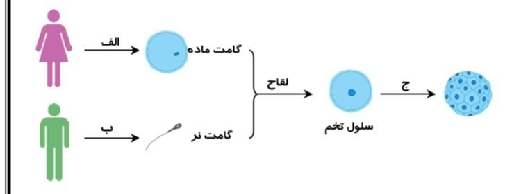 دریافت سوال 19