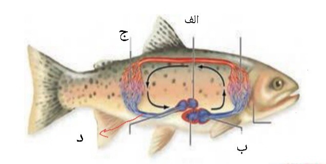 دریافت سوال 19