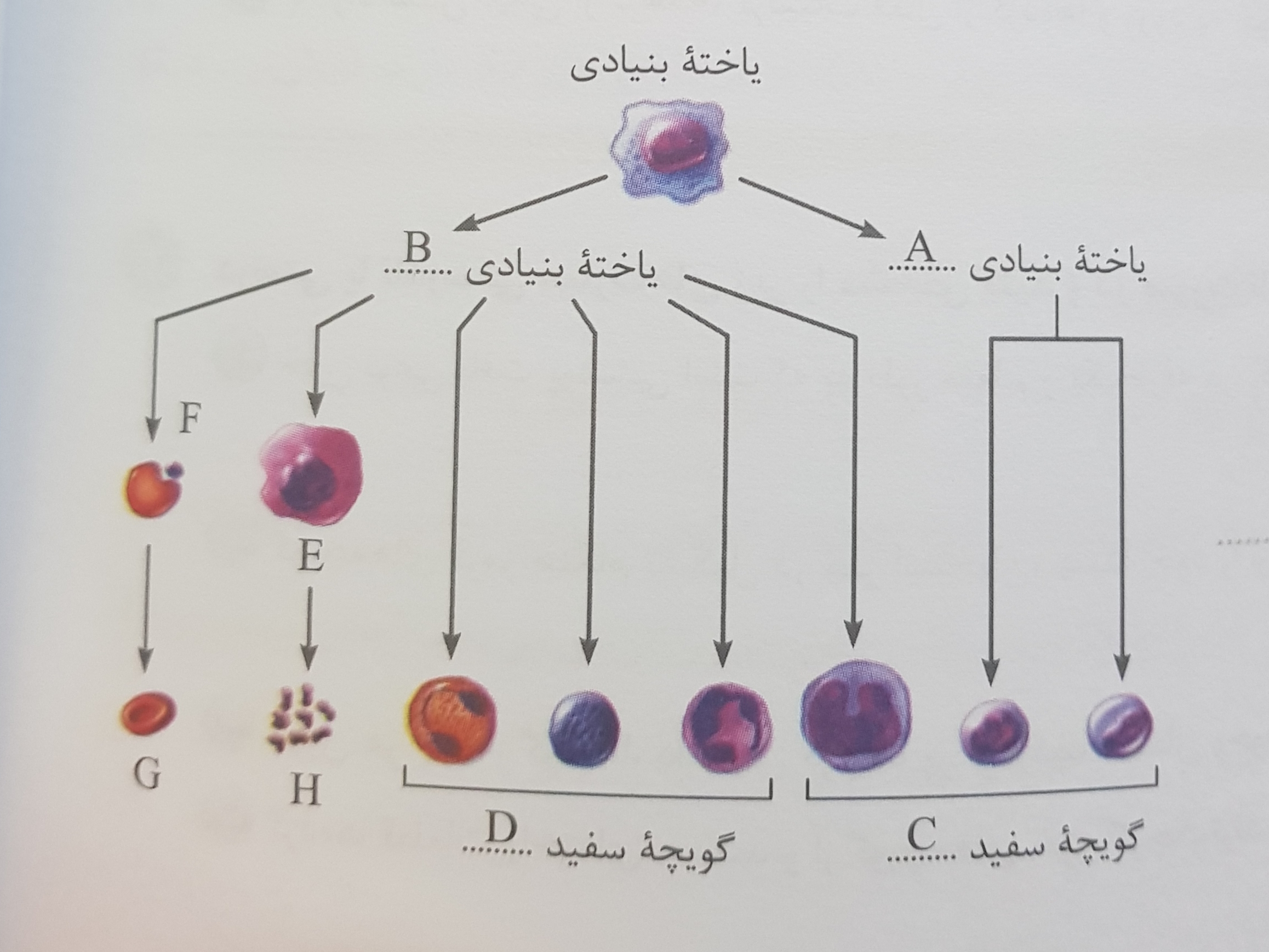 دریافت سوال 21