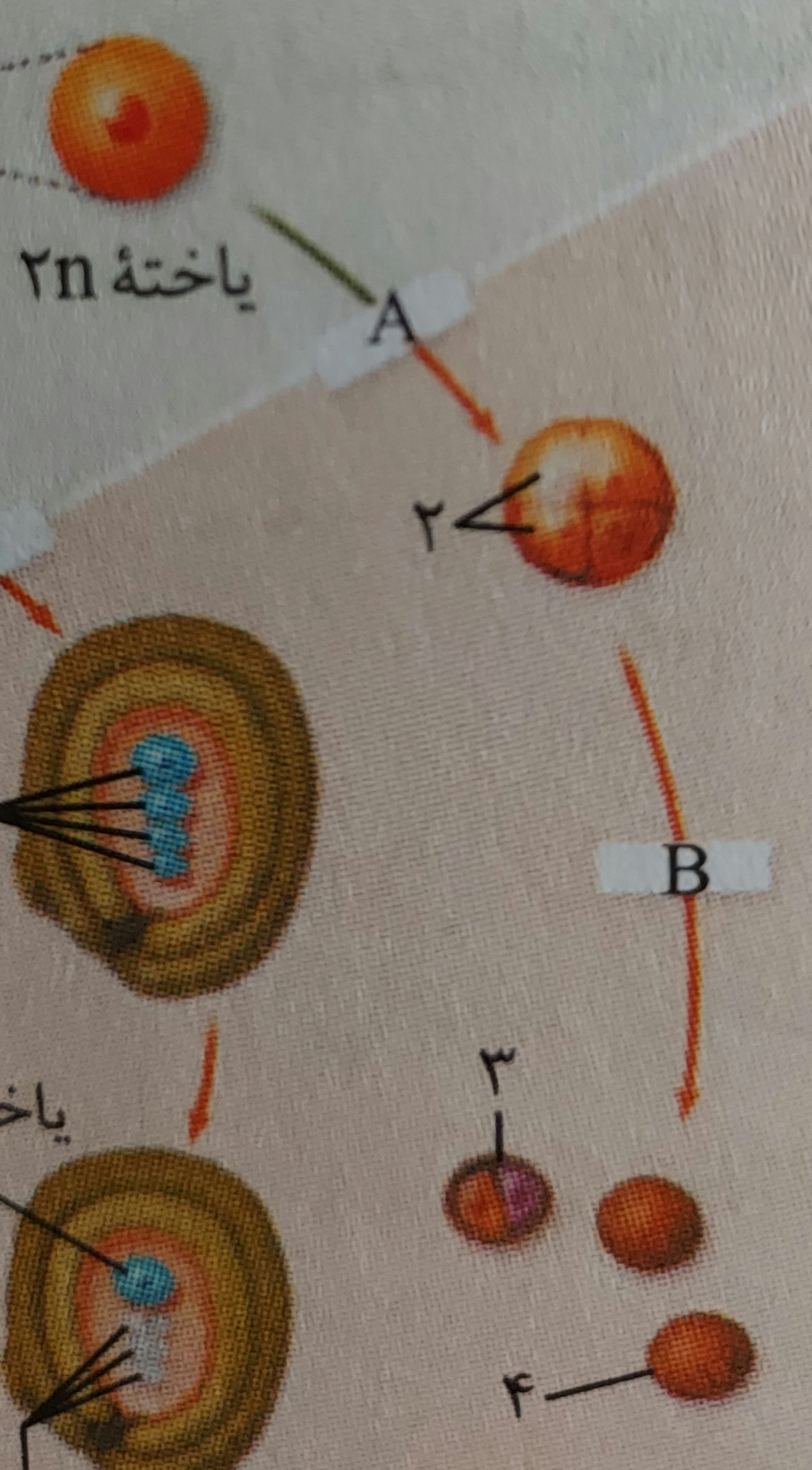 دریافت سوال 68