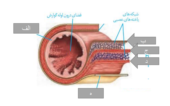 دریافت سوال 1