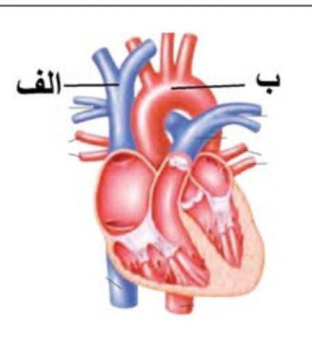 دریافت سوال 32