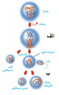 دریافت سوال 25