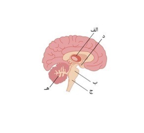 دریافت سوال 10