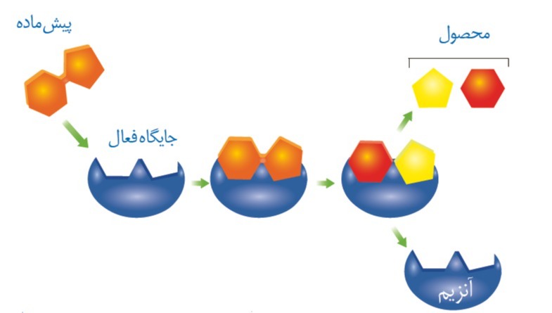 دریافت سوال 13