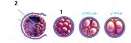 دریافت سوال 34