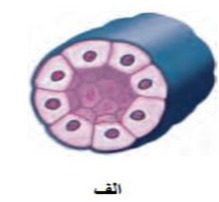 دریافت سوال 10