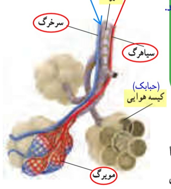 دریافت سوال 36