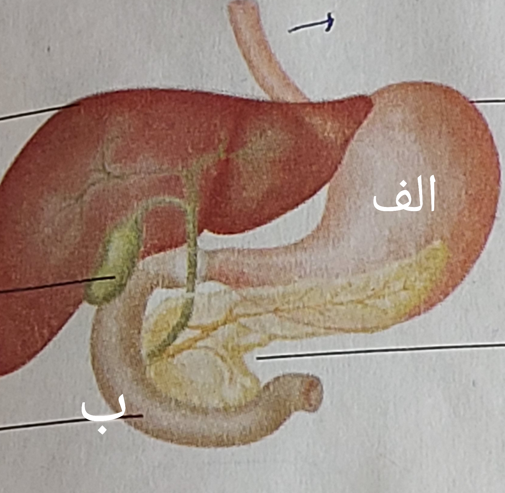 دریافت سوال 33