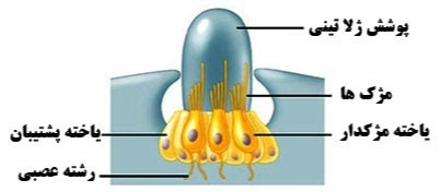 دریافت سوال 23