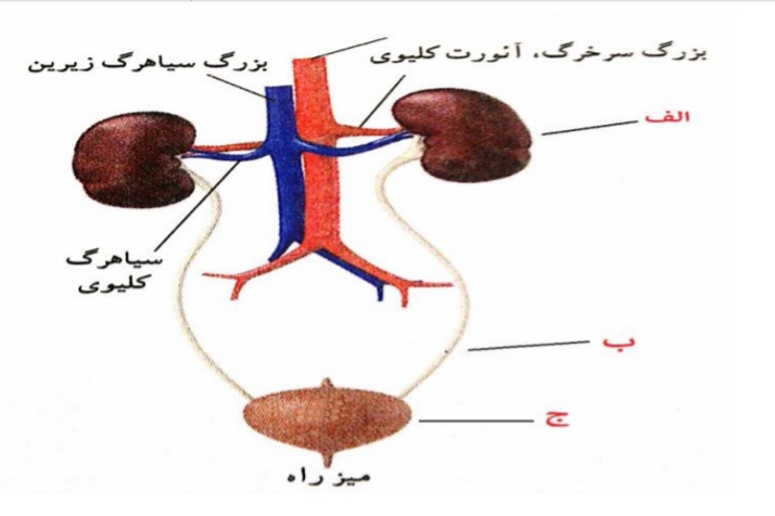 دریافت سوال 33