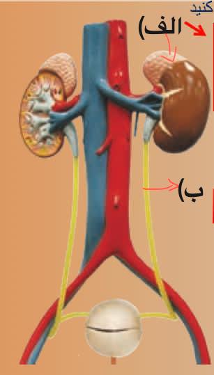 دریافت سوال 27