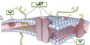 دریافت سوال 18