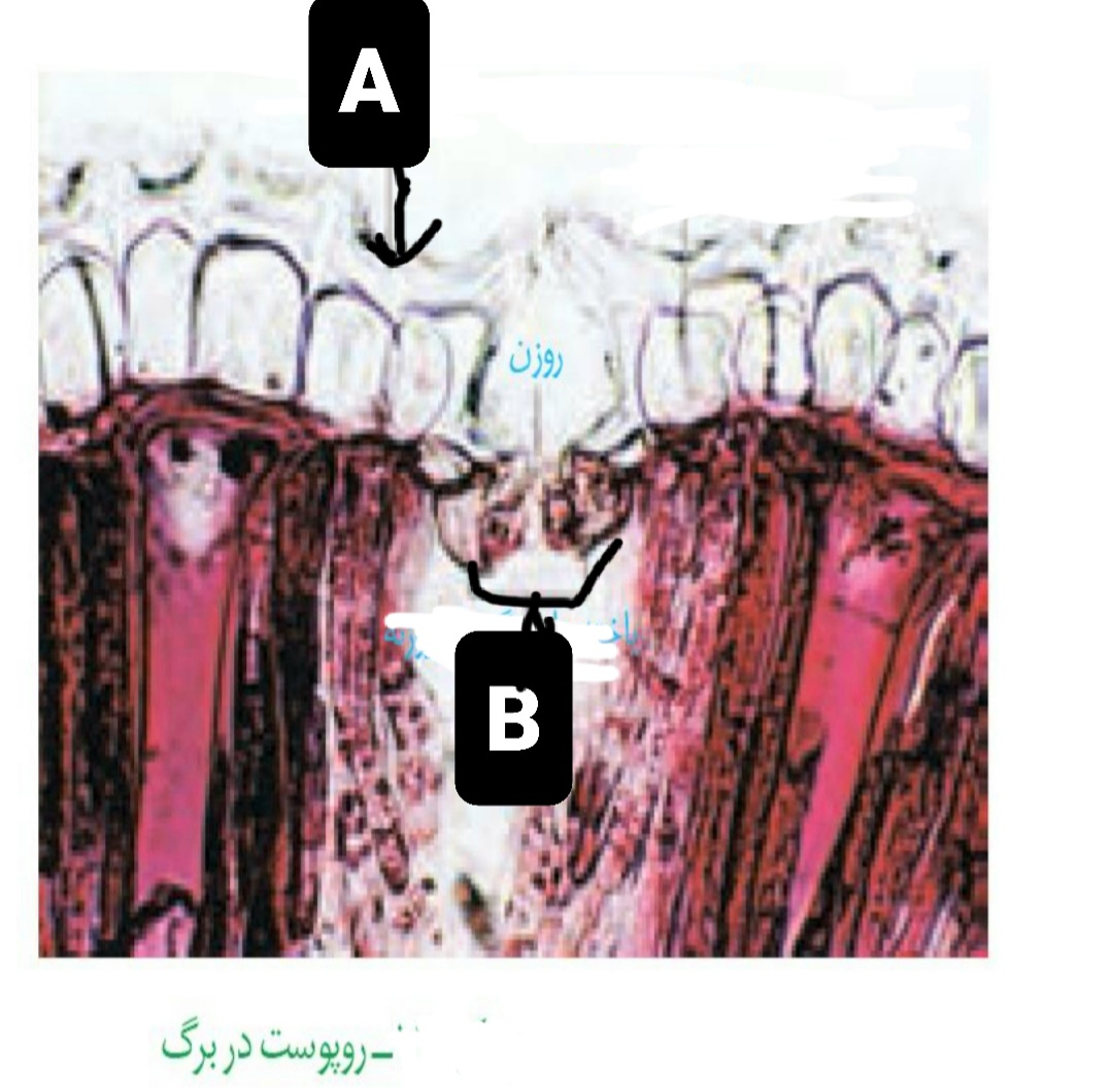 دریافت سوال 15