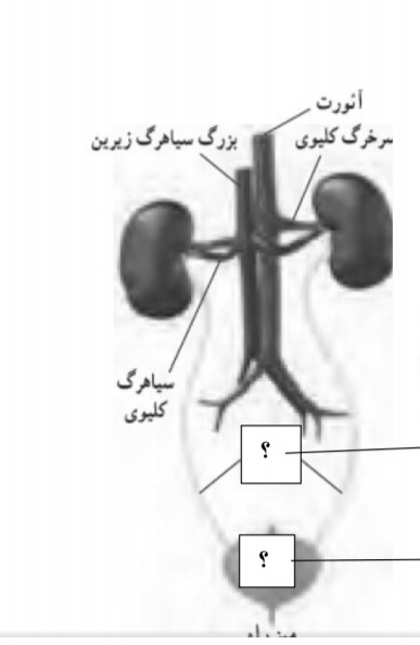 دریافت سوال 21