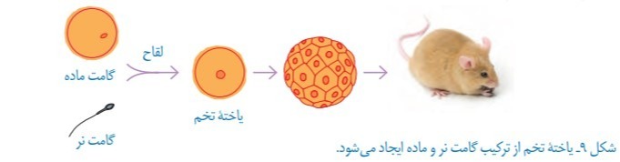 دریافت سوال 8