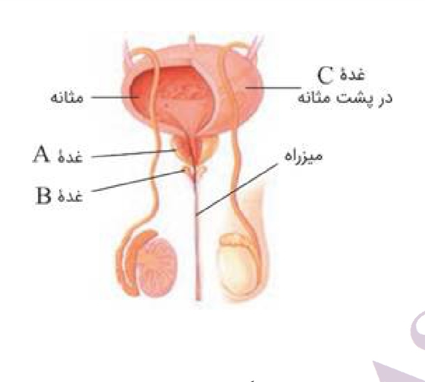 دریافت سوال 1