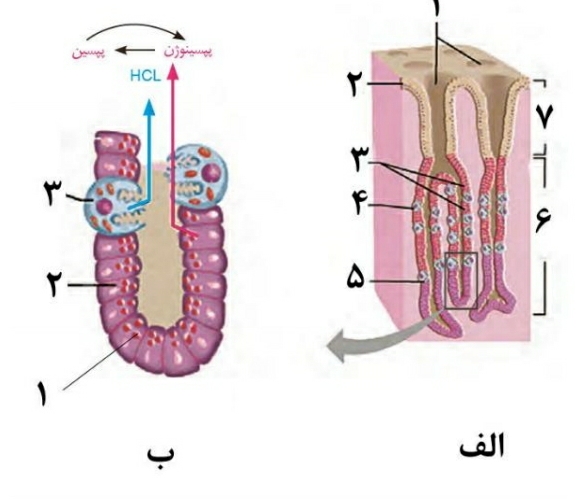 دریافت سوال 10