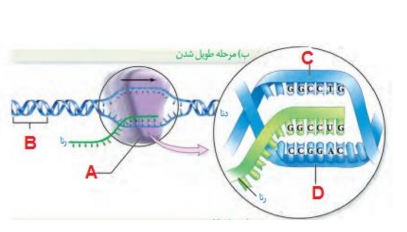 دریافت سوال 10