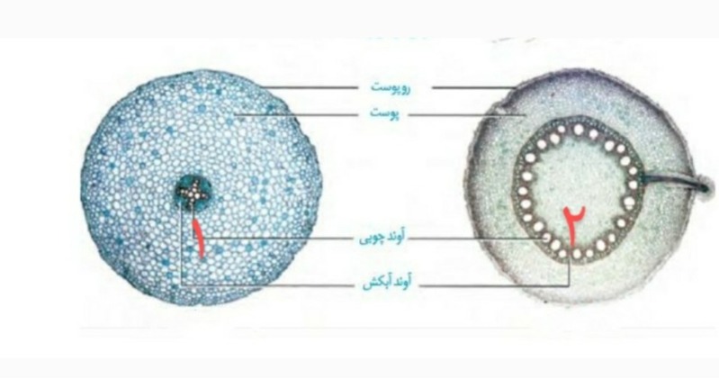 دریافت سوال 31