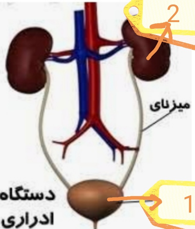 دریافت سوال 28