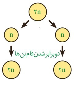 دریافت سوال 13