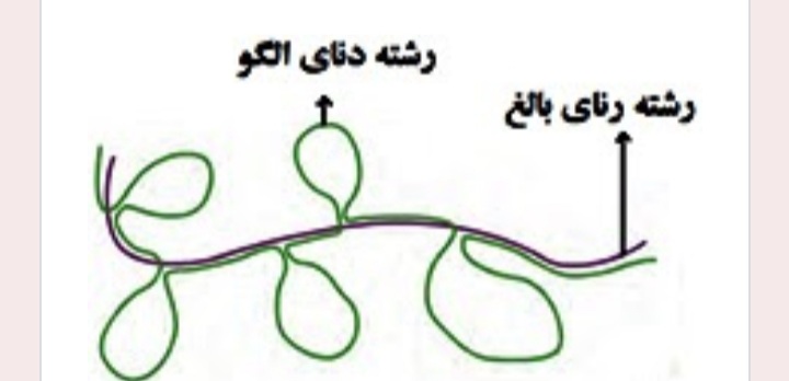 دریافت سوال 18