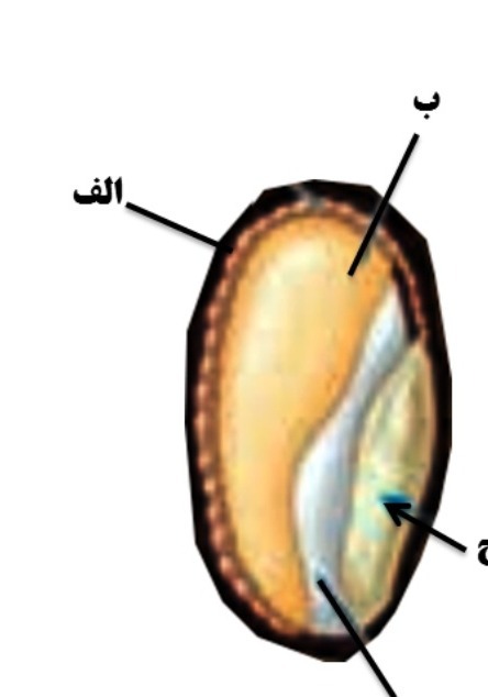 دریافت سوال 17