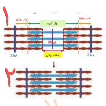 دریافت سوال 12