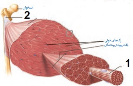 دریافت سوال 14