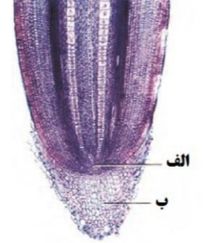 دریافت سوال 19
