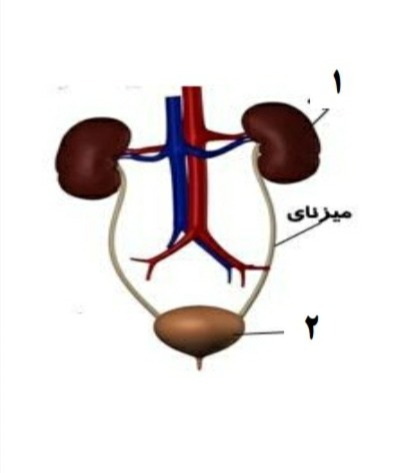 دریافت سوال 24