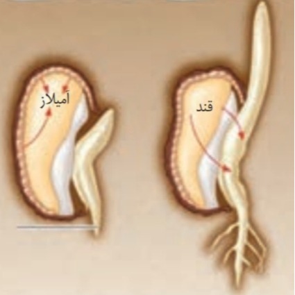 دریافت سوال 45