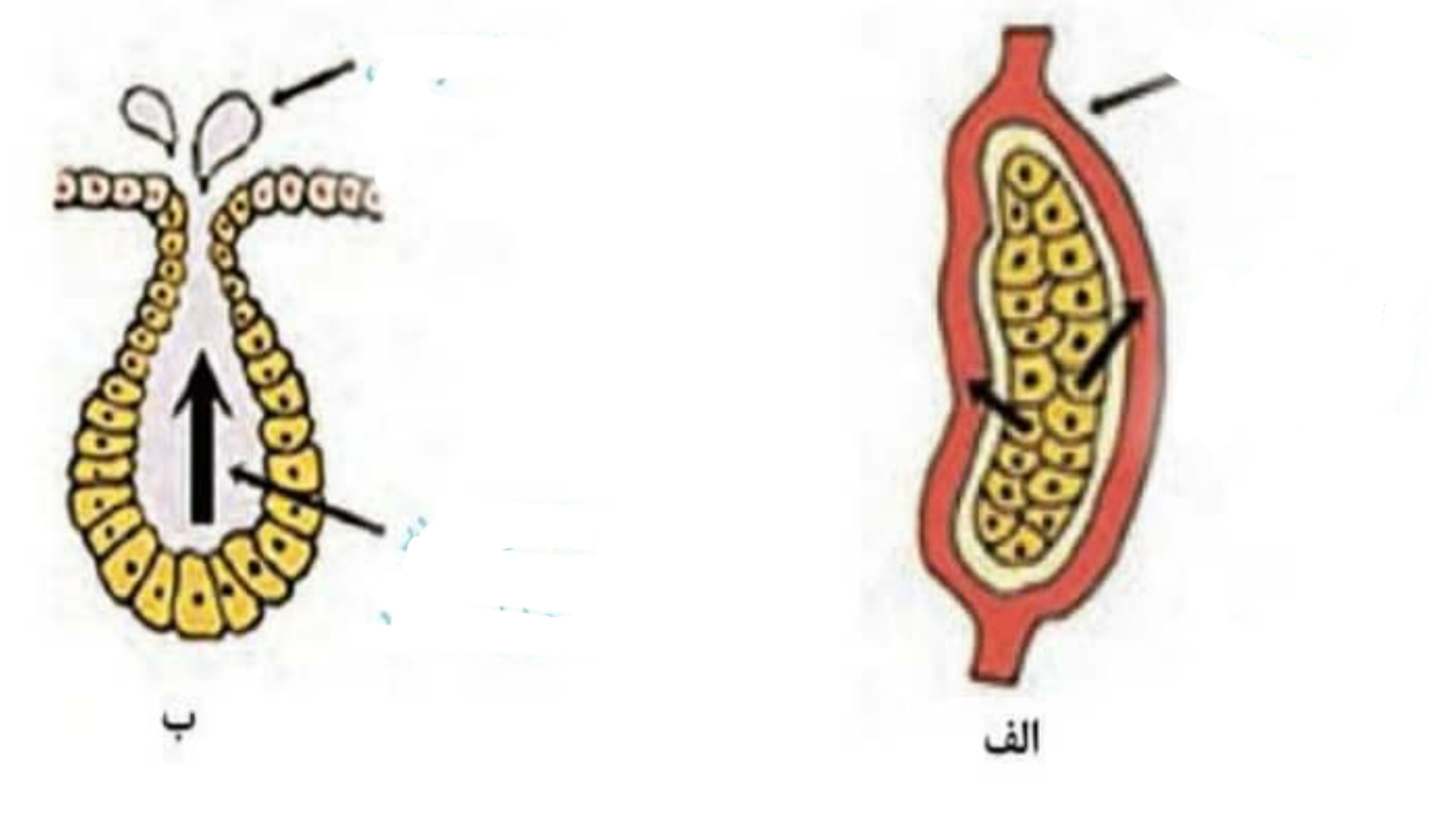 دریافت سوال 6