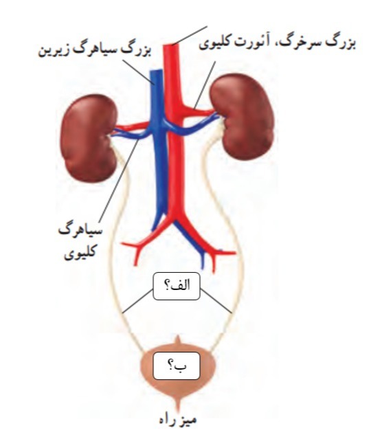 دریافت سوال 10