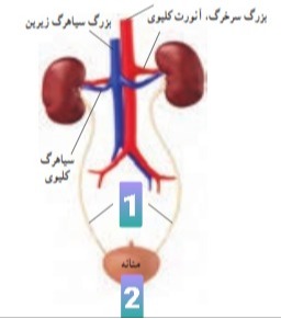 دریافت سوال 24