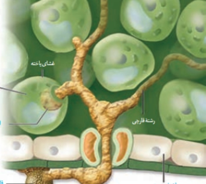 دریافت سوال 4