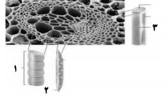 دریافت سوال 21