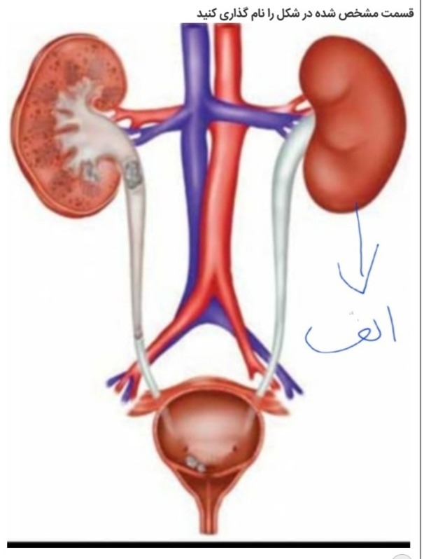 دریافت سوال 12