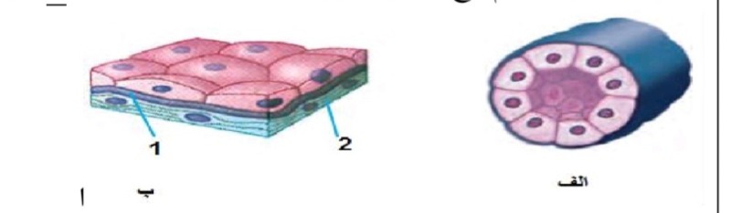 دریافت سوال 13