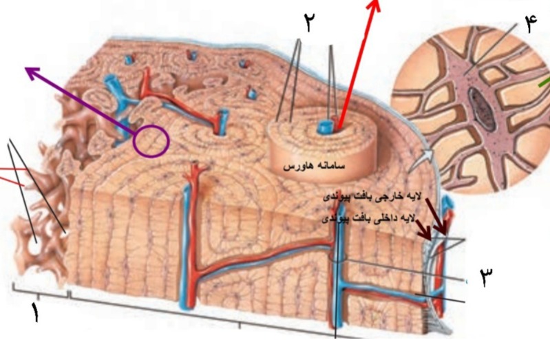 دریافت سوال 17