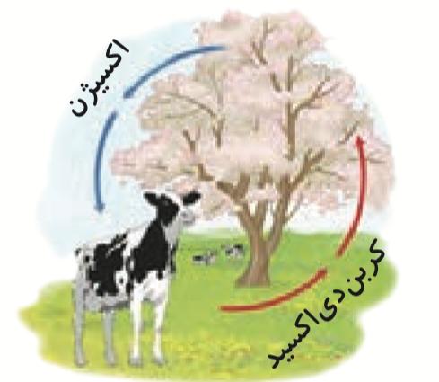 دریافت سوال 29