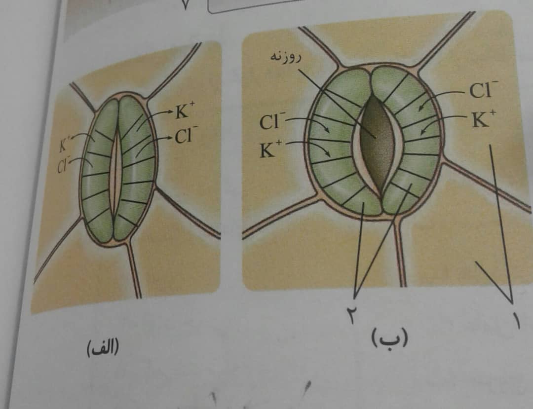 دریافت سوال 20