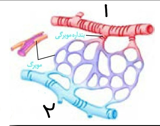 دریافت سوال 13