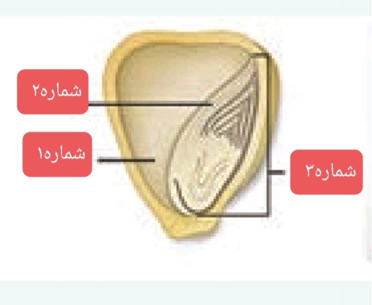 دریافت سوال 15