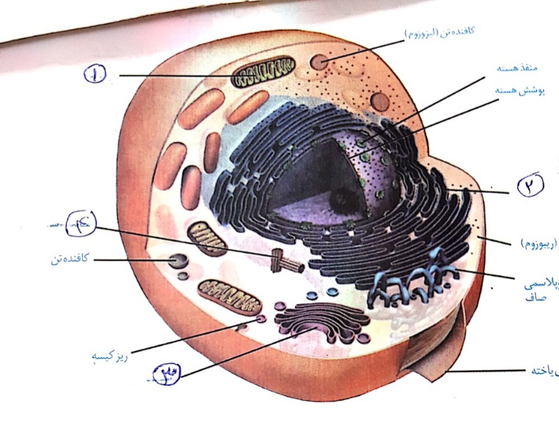 دریافت سوال 12